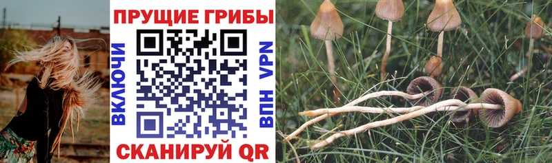хочу   Междуреченск  Галлюциногенные грибы MAGIC MUSHROOMS 